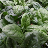 Spinach Seaside F1 Seed