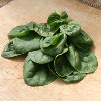 Spinach Seaside F1 Seed