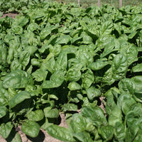 Spinach Seaside F1 Seed
