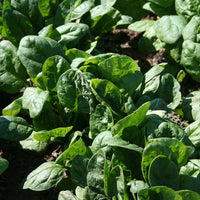 Spinach Seaside F1 Seed