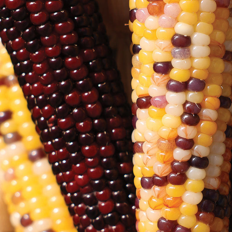 Ornamental Corn Firecracker Seed