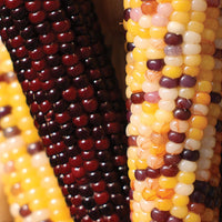 Ornamental Corn Firecracker Seed