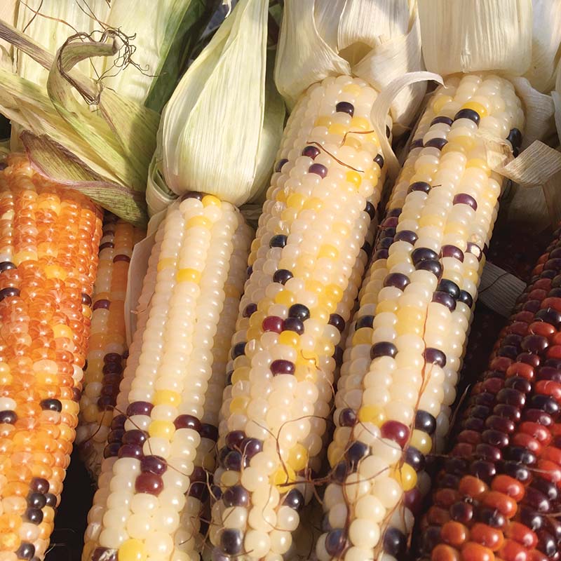 Ornamental Corn Firecracker Seed