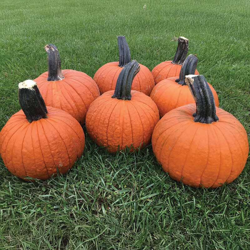 Pumpkin Secretariat F1 Seed