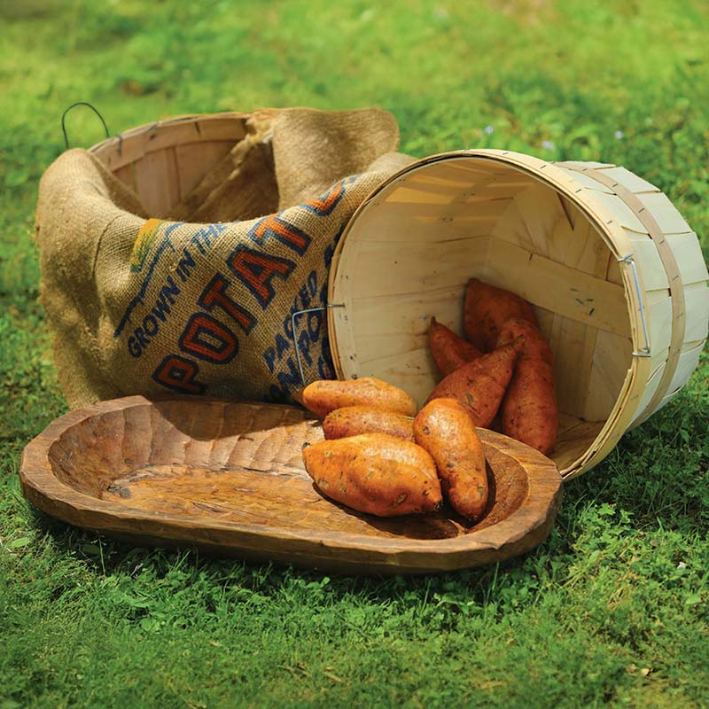 Sweet Potato Centennial
