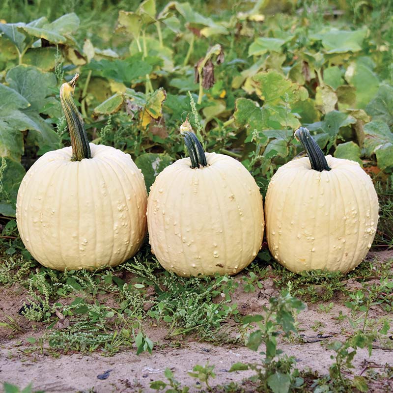 Pumpkin Specter F1 Seed