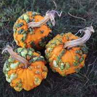Pumpkin Miniwarts F1 Seed