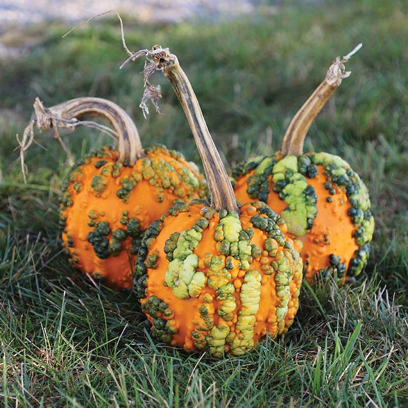 Pumpkin Miniwarts F1 Seed