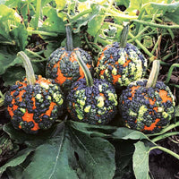 Pumpkin Miniwarts F1 Seed