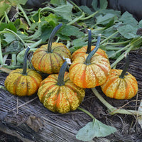Pumpkin Warty Gnome F1 Seed