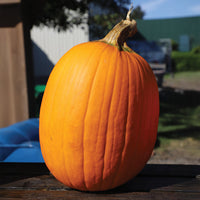 Pumpkin Phat Jack Seed
