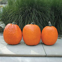 Pumpkin Phat Jack Seed