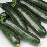 Squash Dunja F1 Organic Seed