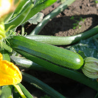 Squash Dunja F1 Organic Seed