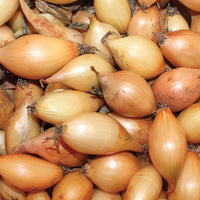 Onion Sets - Fresh Packed Yellow Globe Live Plants