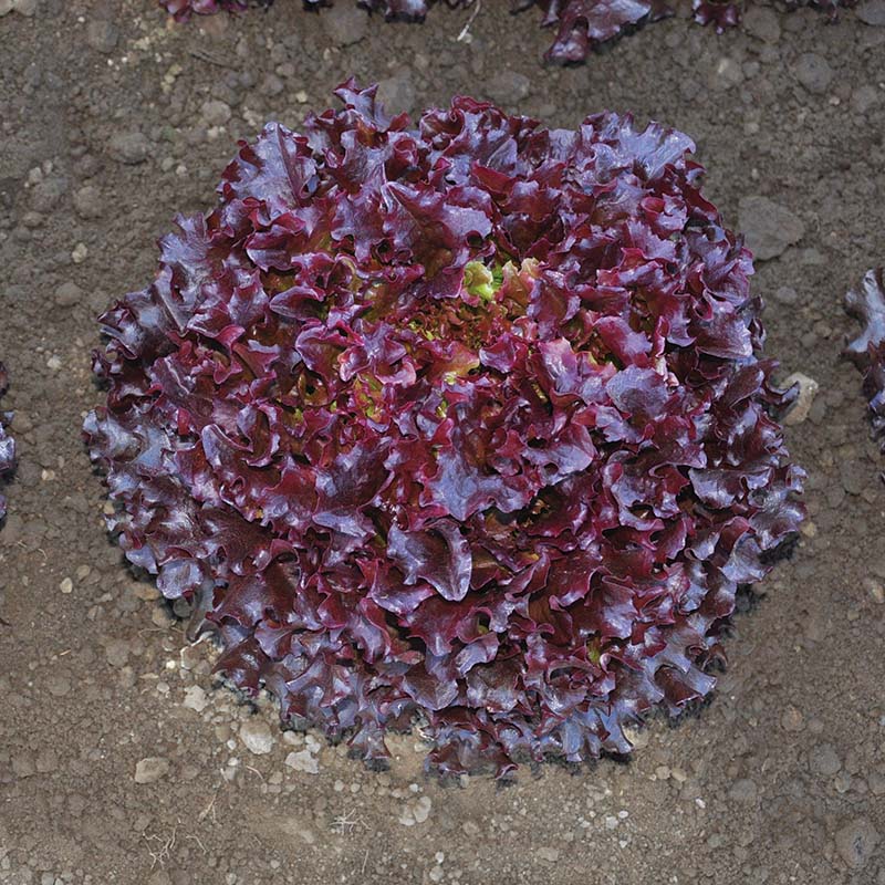 Lettuce Brentwood MTO Organic Seed