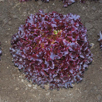 Lettuce Brentwood MTO Organic Seed