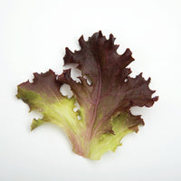 Lettuce Brentwood MTO Organic Seed