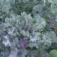 Kalette®Autumn Star F1  Seed