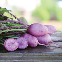 Radish Bluemoon F1 Seed