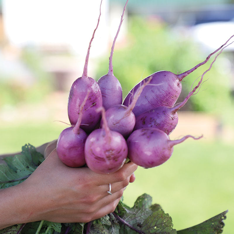 Radish Bluemoon F1 Seed