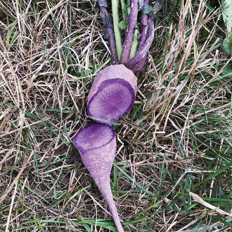 Radish Bluemoon F1 Seed