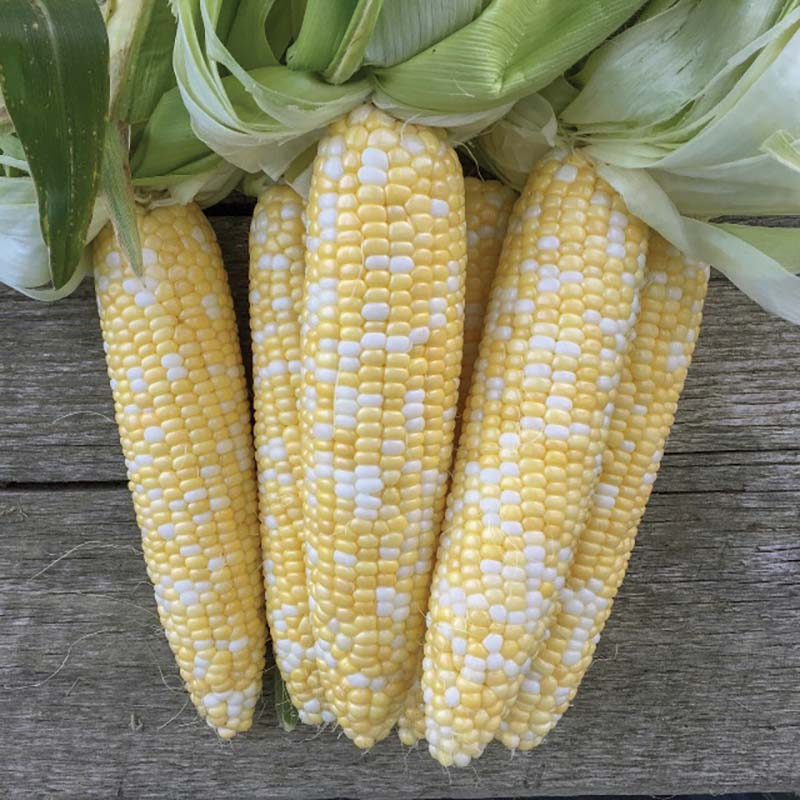 Sweet Corn Spellbound F1 Seed