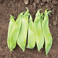 Pea Avalanche Seed