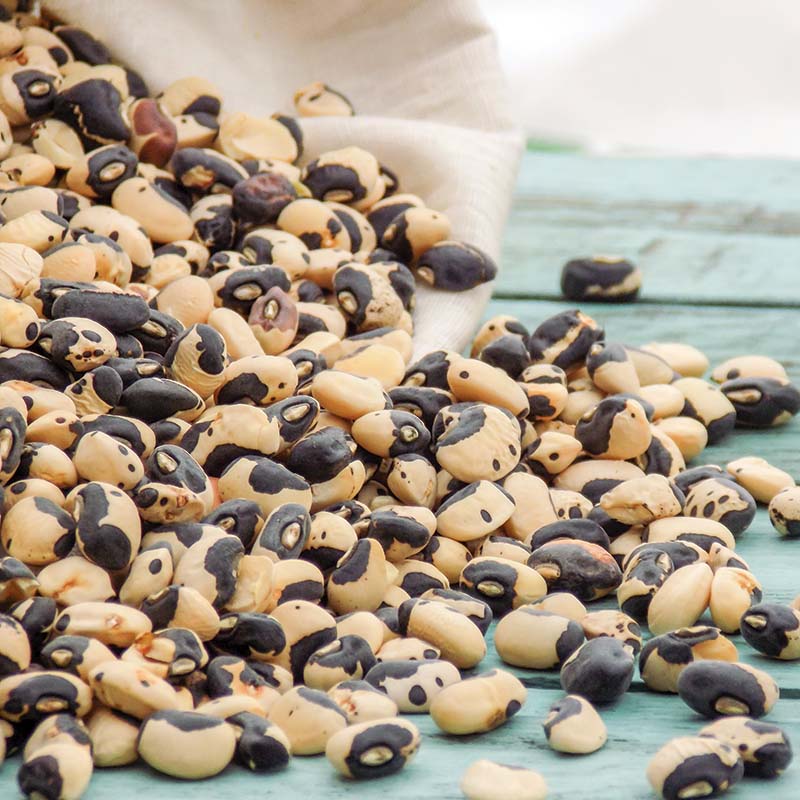 Cowpea Phenomenal Seed