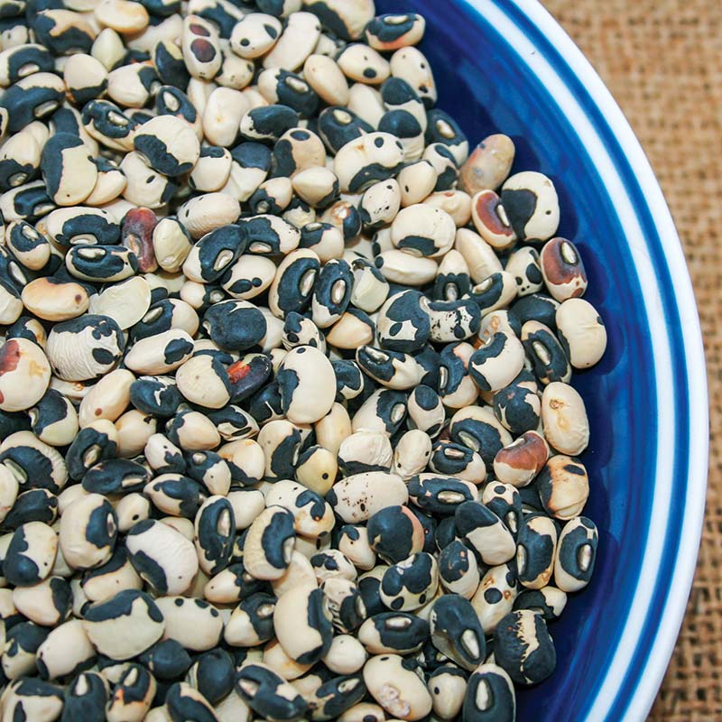 Cowpea Phenomenal Seed
