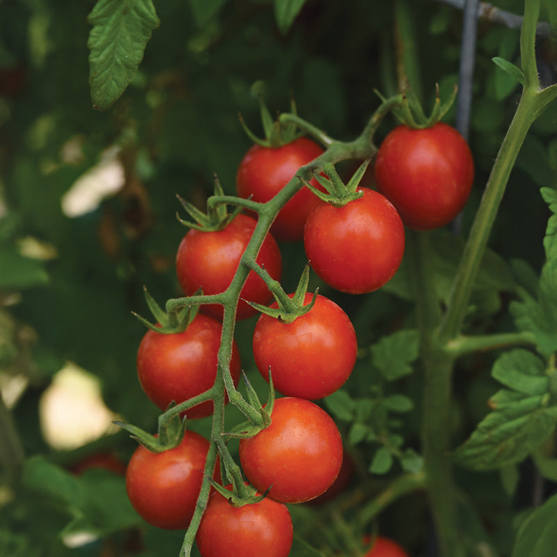 Tomato Artemis F1 Seed