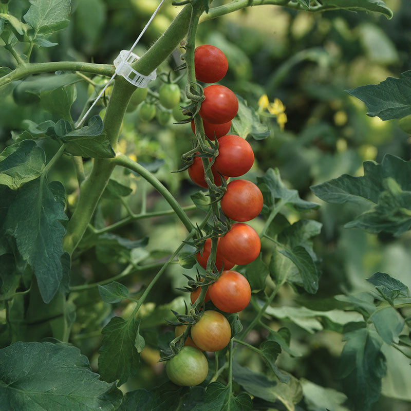 Tomato Artemis F1 Seed