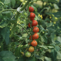 Tomato Artemis F1 Seed