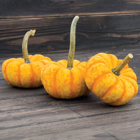 Pumpkin Spark F1 Seed