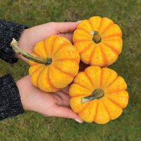 Pumpkin Spark F1 Seed