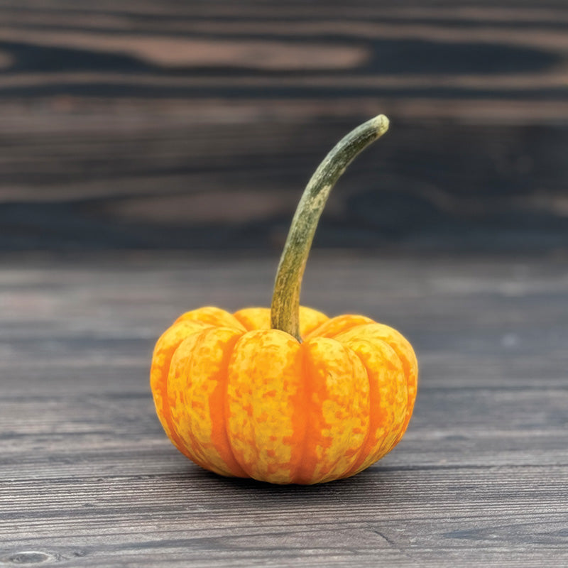 Pumpkin Spark F1 Seed