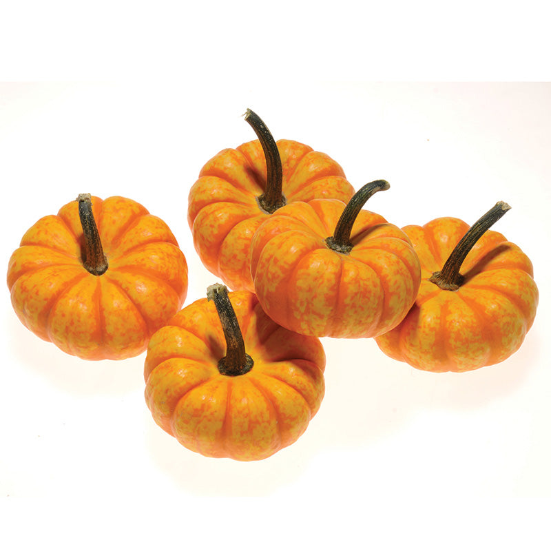 Pumpkin Spark F1 Seed