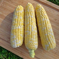 Sweet Corn Flagler F1 Seed