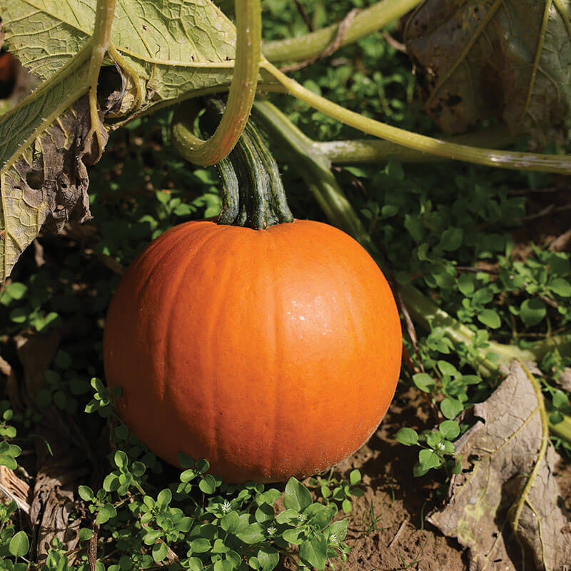 Pumpkin Jack Sprat F1 Seed