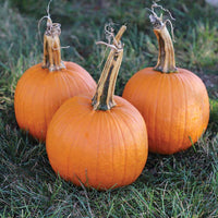 Pumpkin Jack Sprat F1 Seed