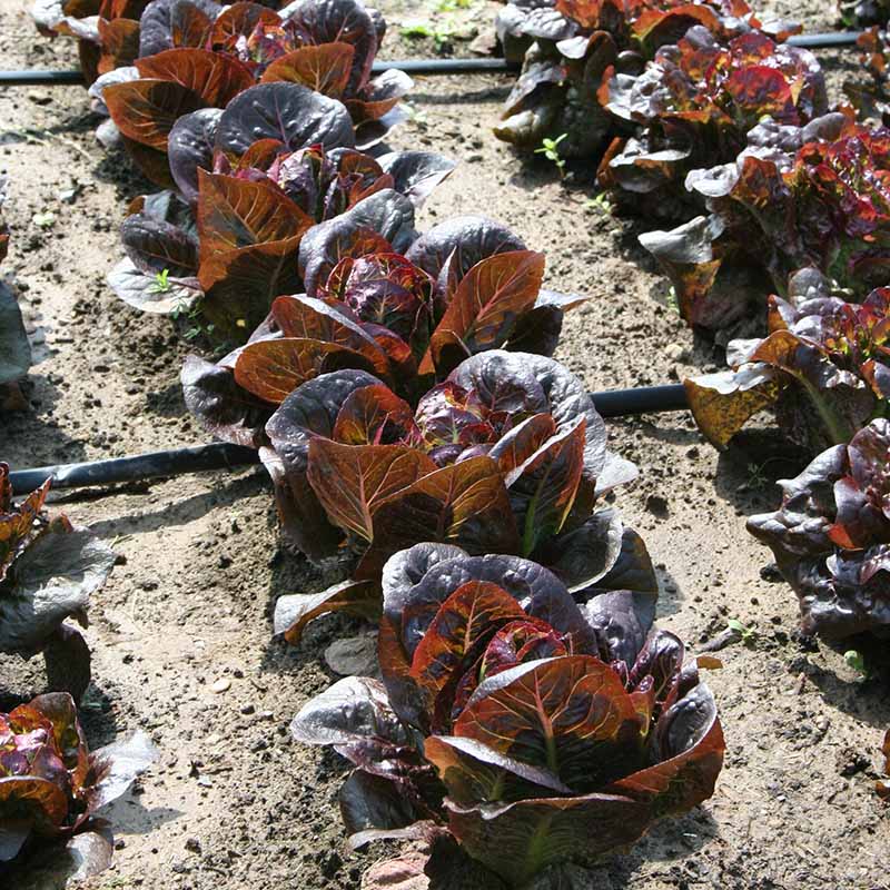 Lettuce Truchas MTO Organic Seed