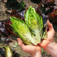 Lettuce Truchas MTO Organic Seed