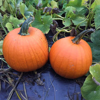 Pumpkin Bellatrix F1 Seed