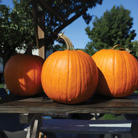 Pumpkin Bellatrix F1 Seed