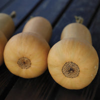 Squash Hamilton Organic Seed