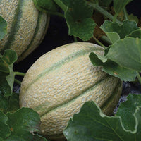 Melon Iperione F1 Seed