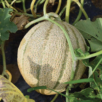Melon Iperione F1 Seed