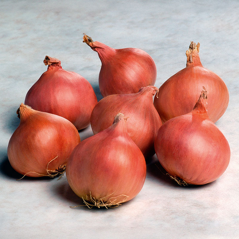 Shallot Matador F1 Organic Seed
