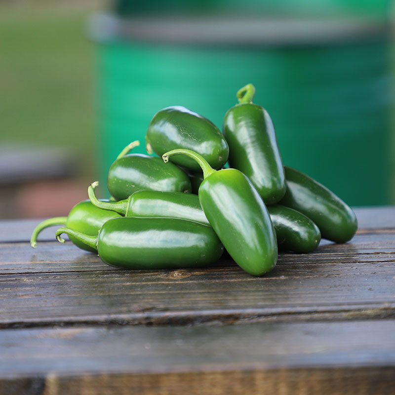 Pepper Bambino F1 Seed