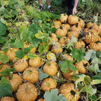 Pumpkin Grizzly Bear F1 Seed